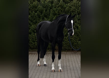 KWPN, Wallach, 5 Jahre, 171 cm, Rappe