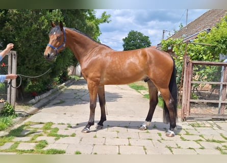 KWPN, Wallach, 5 Jahre, 172 cm, Brauner