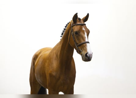 KWPN, Wallach, 5 Jahre, 172 cm, Brauner