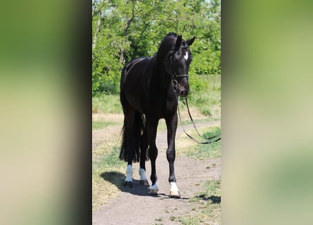 KWPN, Wallach, 5 Jahre, 172 cm, Dunkelbrauner