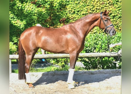 KWPN, Wallach, 5 Jahre, 172 cm, Fuchs
