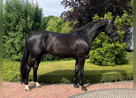 KWPN, Wallach, 5 Jahre, 172 cm, Rappe