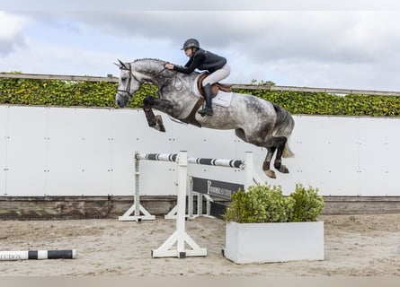KWPN, Wallach, 5 Jahre, 173 cm, Schimmel