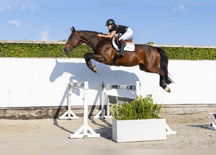 KWPN, Wallach, 5 Jahre, 175 cm, Dunkelbrauner