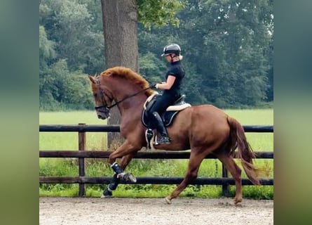 KWPN, Wallach, 5 Jahre, 175 cm, Fuchs