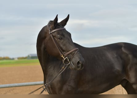 KWPN, Wallach, 5 Jahre, 176 cm, Rappe