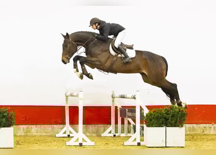 KWPN, Wallach, 5 Jahre, 178 cm, Brauner