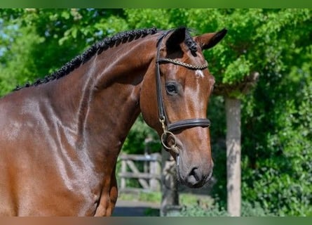 KWPN, Wallach, 5 Jahre