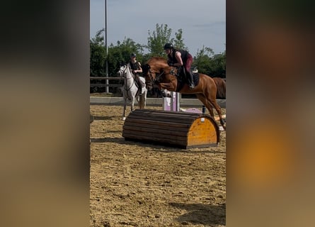 KWPN, Wallach, 6 Jahre, 156 cm, Fuchs