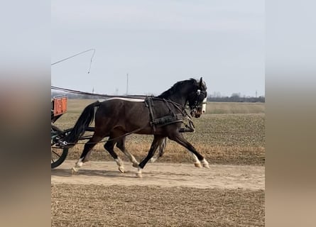 KWPN, Wallach, 6 Jahre, 158 cm, Dunkelbrauner
