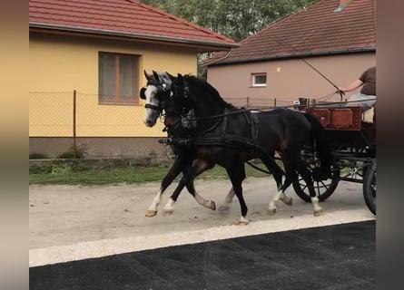 KWPN, Wallach, 6 Jahre, 158 cm, Rotbrauner