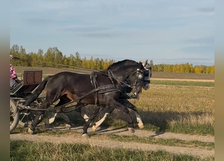 KWPN Mix, Wallach, 6 Jahre, 160 cm, Rotbrauner