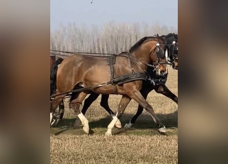 KWPN, Wallach, 6 Jahre, 160 cm, Rotbrauner