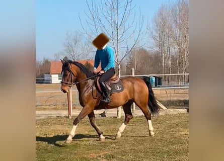 KWPN, Wallach, 6 Jahre, 160 cm, Rotbrauner