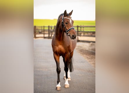 KWPN, Wallach, 6 Jahre, 164 cm, Dunkelbrauner
