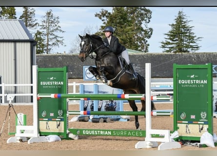 KWPN, Wallach, 6 Jahre, 164 cm, Rappe