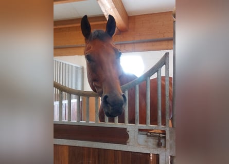 KWPN, Wallach, 6 Jahre, 167 cm, Brauner