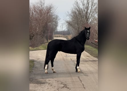 KWPN, Wallach, 6 Jahre, 167 cm