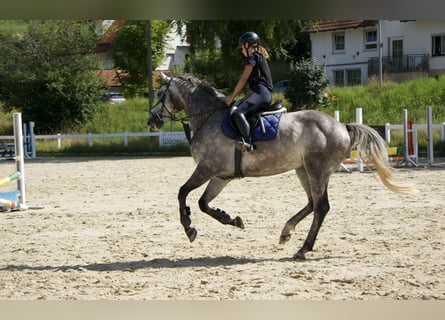 KWPN, Wallach, 6 Jahre, 168 cm, Apfelschimmel