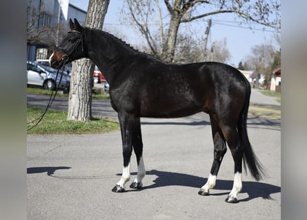 KWPN, Wallach, 6 Jahre, 168 cm, Dunkelbrauner