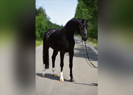 KWPN, Wallach, 6 Jahre, 168 cm, Rappe