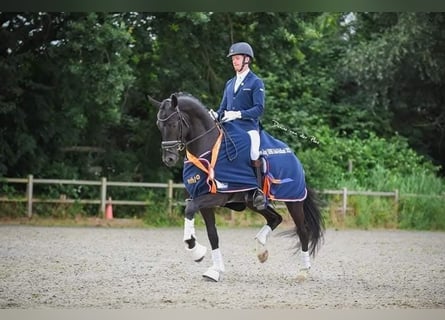 KWPN, Wallach, 6 Jahre, 168 cm, Rappe