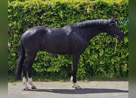 KWPN, Wallach, 6 Jahre, 168 cm, Rappe