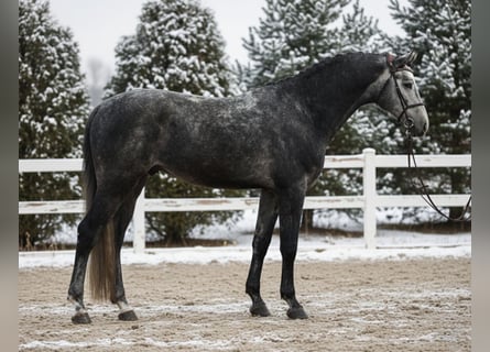 KWPN, Wallach, 6 Jahre, 168 cm, Schimmel
