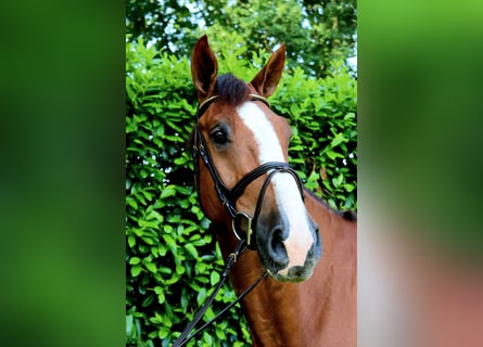 KWPN, Wallach, 6 Jahre, 168 cm
