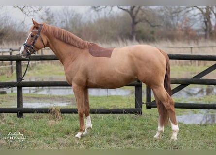 KWPN, Wallach, 6 Jahre, 169 cm, Fuchs