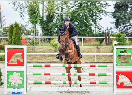 KWPN, Wallach, 6 Jahre, 170 cm, Brauner
