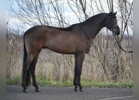 KWPN, Wallach, 6 Jahre, 170 cm, Rotbrauner