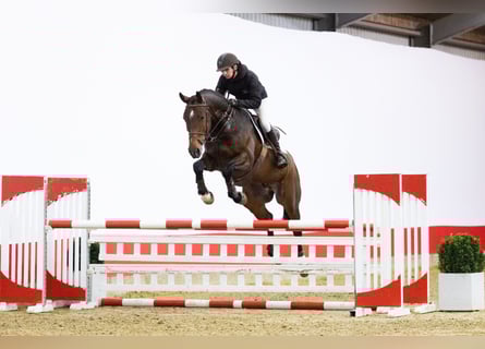 KWPN, Wallach, 6 Jahre, 171 cm, Brauner