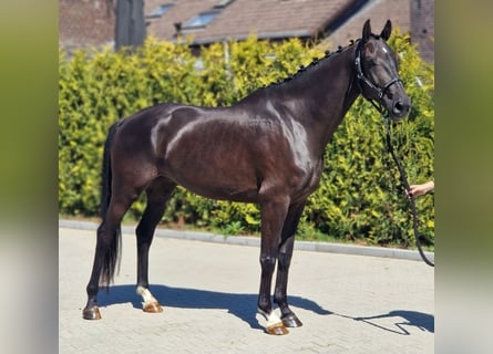 KWPN, Wallach, 6 Jahre, 171 cm, Rappe
