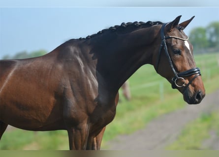 KWPN, Wallach, 6 Jahre, 172 cm, Dunkelbrauner