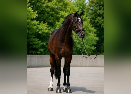 KWPN, Wallach, 6 Jahre, 172 cm, Rotbrauner