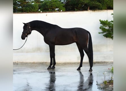 KWPN, Wallach, 6 Jahre, 173 cm, Dunkelbrauner