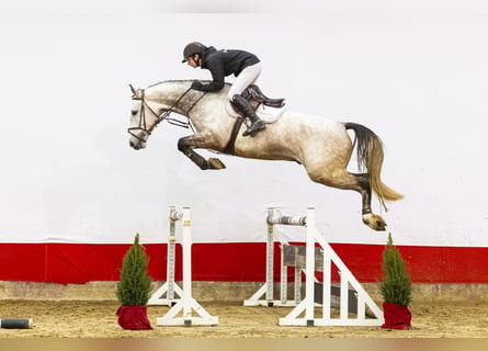 KWPN, Wallach, 6 Jahre, 174 cm, Schimmel