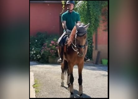 KWPN, Wallach, 6 Jahre, 180 cm, Brauner