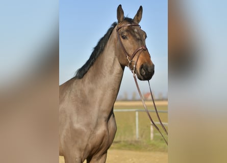 KWPN, Wallach, 6 Jahre, 187 cm, Dunkelbrauner