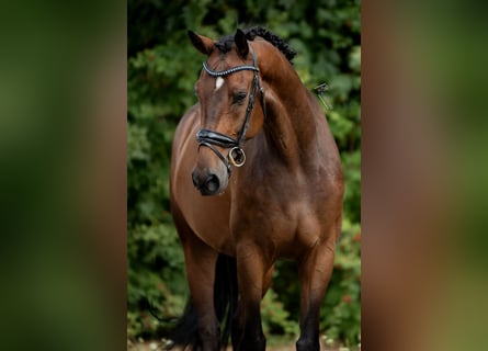 KWPN, Wallach, 6 Jahre