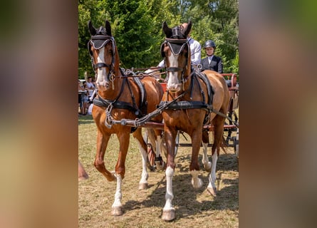 KWPN, Wallach, 7 Jahre, 162 cm, Dunkelfuchs