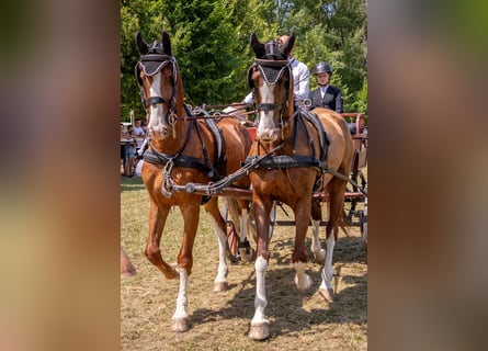 KWPN, Wallach, 7 Jahre, 162 cm, Dunkelfuchs