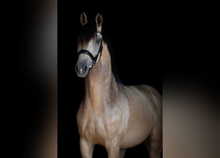 KWPN, Wallach, 7 Jahre, 163 cm, Buckskin