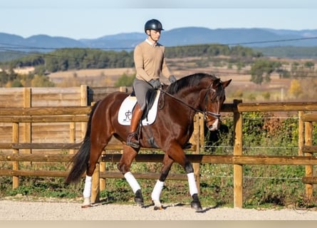KWPN, Wallach, 7 Jahre, 168 cm, Brauner