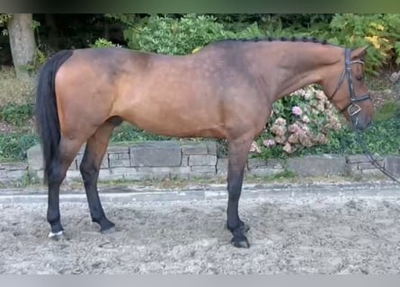 KWPN, Wallach, 7 Jahre, 168 cm, Dunkelbrauner