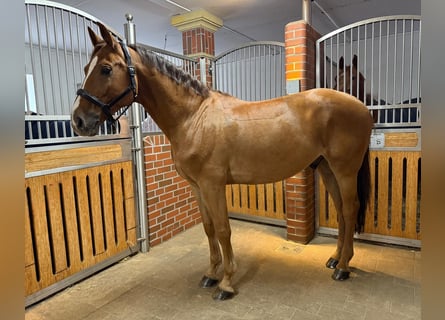 KWPN, Wallach, 7 Jahre, 168 cm, Fuchs