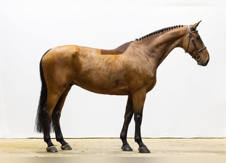 KWPN, Wallach, 7 Jahre, 168 cm