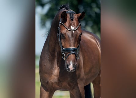 KWPN, Wallach, 7 Jahre, 169 cm, Brauner