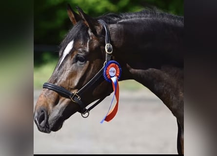 KWPN, Wallach, 7 Jahre, 170 cm, Brauner